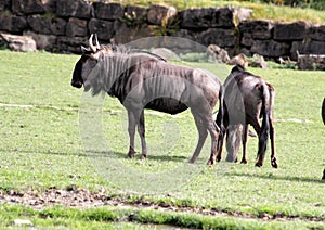 Antilope the wildebeest, also called the gnu