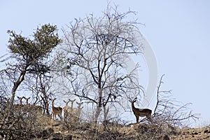 Antilopes alert on a hill photo
