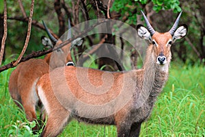 Antilopes in Niokolo Koba park in Senegal, Africa