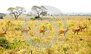 Antilopes in savanna photo