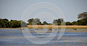 Antilopes sprinting through the water in the Okavango-Delta swam photo