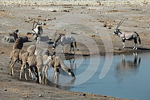 Antilopes on the whater hole photo