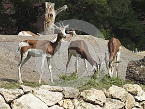 Antilopes in a zoo photo