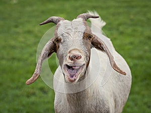 Antimated Billy Goat