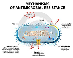 Antimicrobial resistance photo