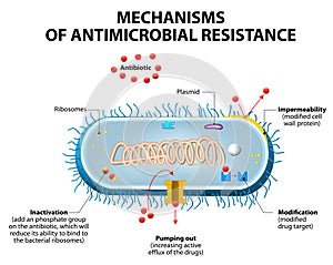 Antimicrobial resistance photo