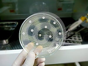 Antimicrobial susceptibility testing in petri dish.