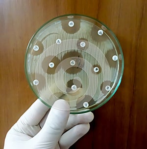 Antimicrobial susceptibility testing in petri dish.