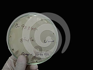 Antimicrobial susceptibility testing in petri dish.