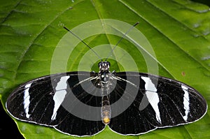 Antiochus longwing, heliconius antiochus