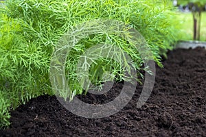 Antioxidant kitchen herbs on the eco farm garden bed. Selective soft focus. Photo of dill harvest for eco cookery business. Young