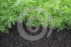 Antioxidant kitchen herbs on the eco farm garden bed. Selective soft focus. Photo of dill harvest for eco cookery business. Young