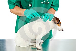 Antiparasitic cure for dog photo
