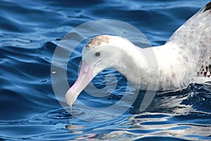 Antipodean Albatross in Australasia