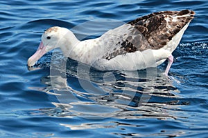 Antipodean Albatross in Australasia