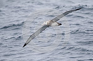 Antipodean albatross, Diomedea antipodensis