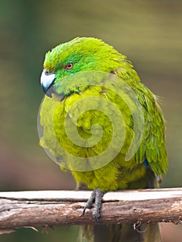 Antipodes island parakeet