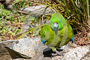 A Antipodes Island parakeet (Cyanoramphus unicolor) at a local zoo