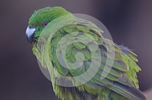 Antipodes parakeet Cyanoramphus unicolor.