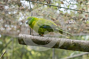 Antipodes parakeet perching on a branch in the garden with trees around