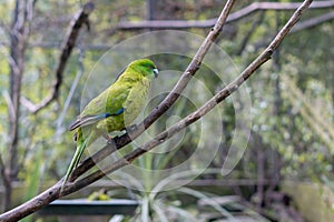 Antipodes parakeet perching on a branch in the garden with trees around