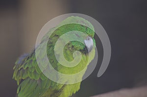 Antipodes parakeet sleeping.