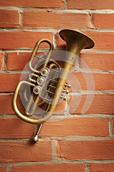 Antiquarian horn photo