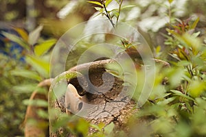 Antique amphora in the garden