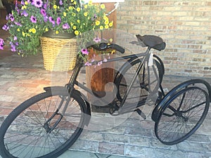 Antique bicycle with flower basket