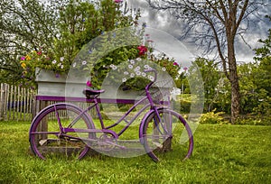 Antique Bicycle in the Garden