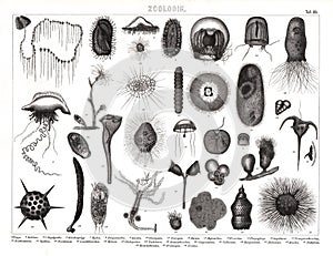 1874 Antique Bilder Print of Various Plankton Species photo