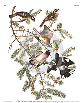 Antique bird illustration. Rose Breasted Grosbeak