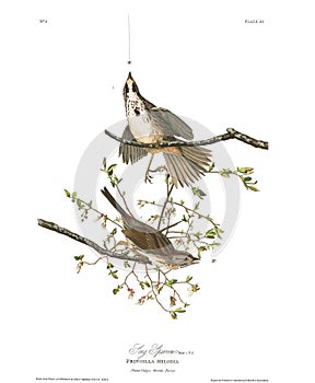 Antique bird illustration. Song Sparrow