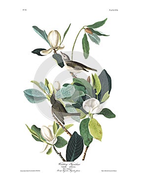 Antique bird illustration. Warbling flycatcher