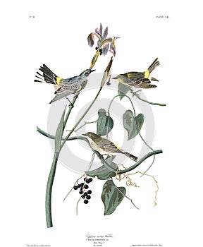Antique bird illustration. Yellow crown warbler.