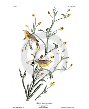 Antique bird illustration. Yellow warbler