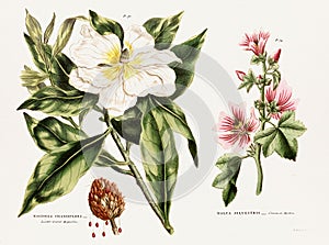 Antique botanical illustration depicting the physiology of plants and flowers. Circa 1820 photo