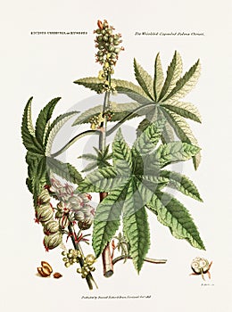 Antique botanical illustration depicting the physiology of plants and flowers. Circa 1820 photo