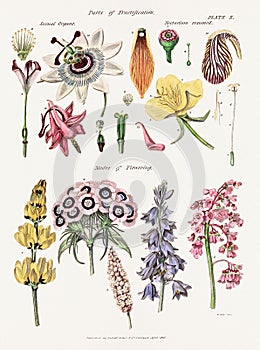 Antique botanical illustration depicting the physiology of plants and flowers. Circa 1820 photo