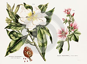 Antique botanical illustration depicting the physiology of plants and flowers. Circa 1820