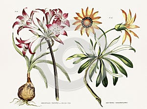 Antique botanical illustration depicting the physiology of plants and flowers. Circa 1820