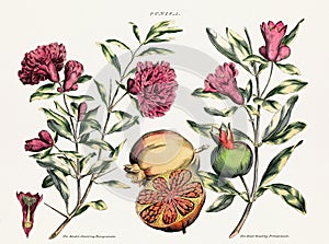 Antique botanical illustration depicting the physiology of plants and flowers. Circa 1820