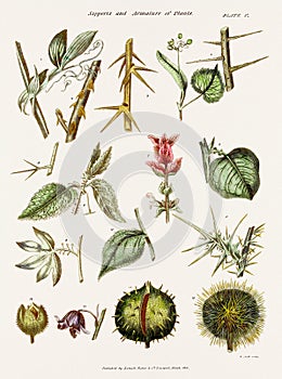 Antique botanical illustration depicting the physiology of plants and flowers. Circa 1820