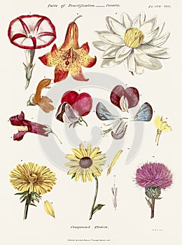 Antique botanical illustration depicting the physiology of plants and flowers. Circa 1820