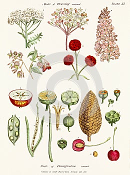 Antique botanical illustration depicting the physiology of plants and flowers. Circa 1820