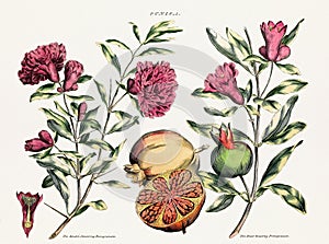 Antique botanical illustration depicting the physiology of plants and flowers. Circa 1820 photo