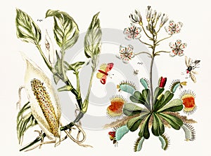 Antique botanical illustration depicting the physiology of plants and flowers. Circa 1820 photo