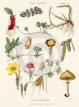 Antique botanical illustration depicting the physiology of plants and flowers. Circa 1820 photo