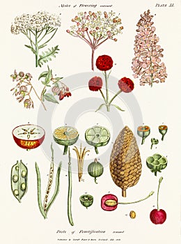 Antique botanical illustration depicting the physiology of plants and flowers. Circa 1820 photo