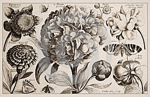 Antique botanical Ilustration photo